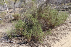 Athroisma proteiforme