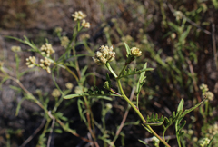 Athroisma proteiforme