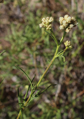 Athroisma proteiforme