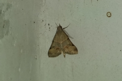 Hemeroplanis rectalis