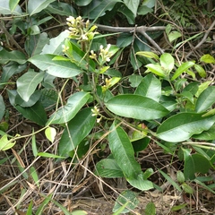 Melodinus suaveolens