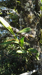 Polystachya transvaalensis