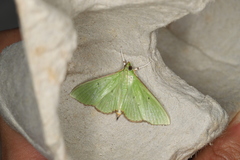 Parotis punctiferalis