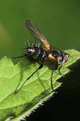 Phyllomya volvulus