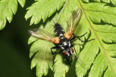 Phyllomya volvulus