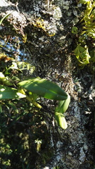 Polystachya transvaalensis