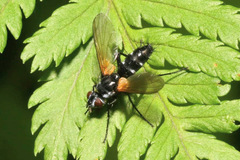 Phyllomya volvulus