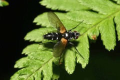 Phyllomya volvulus