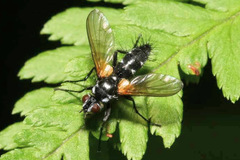 Phyllomya volvulus
