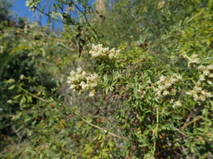 Athroisma proteiforme