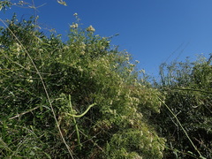 Athroisma proteiforme