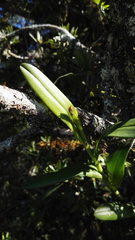 Polystachya transvaalensis