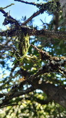 Angraecum chamaeanthus