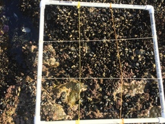 Strongylocentrotus purpuratus