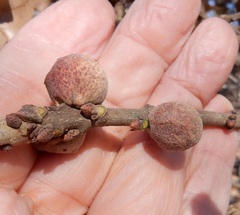 Disholcaspis pruniformis