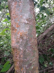 Blepharidium guatemalense