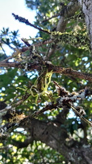 Angraecum chamaeanthus