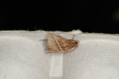 Quasithosea obliquistriga