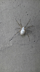 Argiope trifasciata