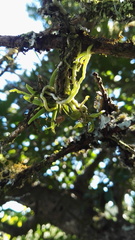 Angraecum chamaeanthus
