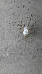 Argiope trifasciata