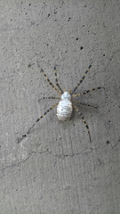 Argiope trifasciata