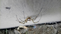 Argiope trifasciata