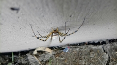 Argiope trifasciata