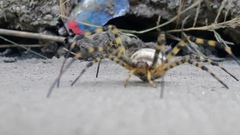 Argiope trifasciata
