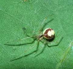 Theridion varians