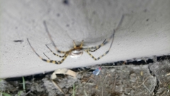 Argiope trifasciata