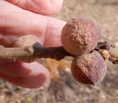 Disholcaspis pruniformis