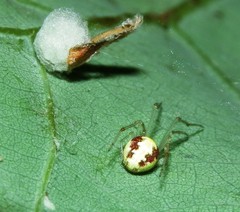Theridion varians