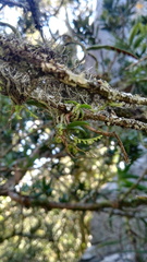 Angraecum chamaeanthus