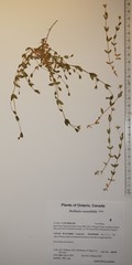 Stellaria crassifolia