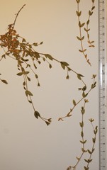 Stellaria crassifolia