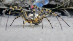 Argiope trifasciata