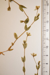 Stellaria crassifolia