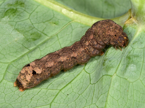 Mediterranean Brocade