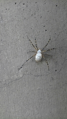 Argiope trifasciata
