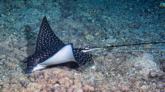 Ocellated Eagle Ray photo 4