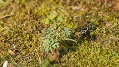 Euphorbia portlandica