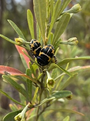 Choerocoris grossi