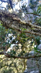 Angraecum chamaeanthus