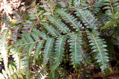 Cibotium glaucum