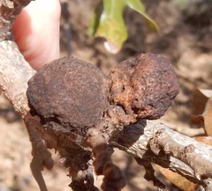 Disholcaspis pruniformis