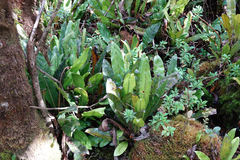 Elaphoglossum crassicaule