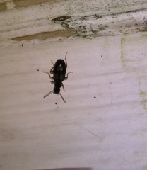 Dromius quadrimaculatus