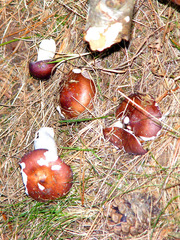 Russula caerulea