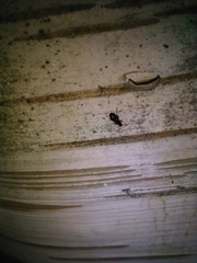 Dromius quadrimaculatus